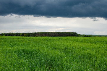 A dark continuous cloud is rain over the forest next to green grass. Overcast.