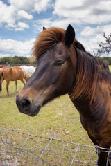 Horses on a ranch in north central Florida near Ocala