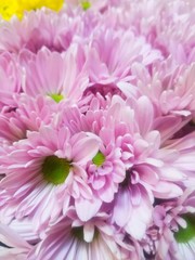 pink chrysanthemum flowers