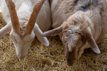Mountain goats portrait. Goats with horns are sleeping together