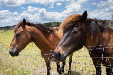 Horses on a ranch in north central Florida near Ocala