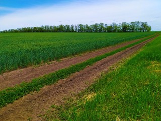 Fototapeta na wymiar Road throgh a green field wheat under a blue sky