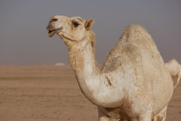 White camel roaming alone in the extreme heat climate of desert
