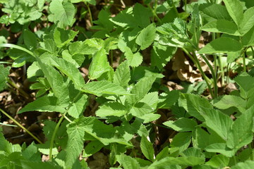 green leaves in the morning