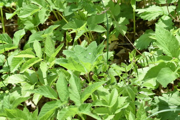 background of green leaves after rain