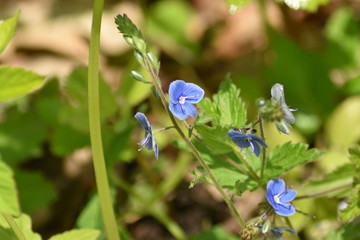 forget me not flowers