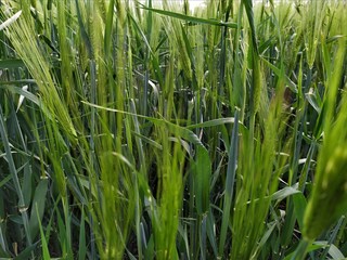 Fototapeta premium A greenfield of ears and grains under a blue sky