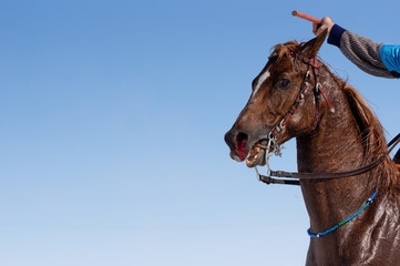 Javelin (Cirit) Turkish Traditional Sport. Horses' nose is bleeding after racing.