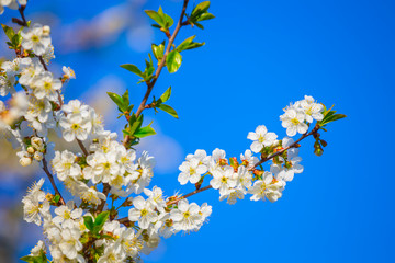 closeup apple tree branch in a blossom on a blue sky background