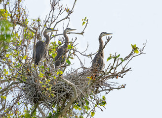 Great Blue Heron fledglings about to leave the nest.