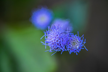 macro of a purple flower