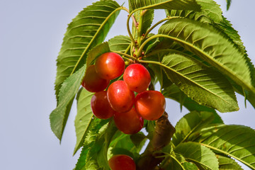 Bunch of ripe cherries on a tree branch in the early morning in a summer garden. Selective focus. 