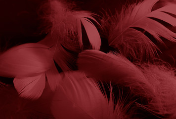 Beautiful abstract white and red feathers on black background and soft white feather texture on red pattern and red background, pink feather background , white banners