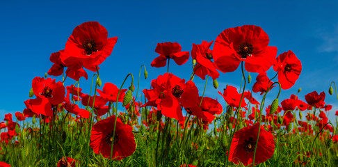 closeup red poppy flowers on a blue sky, outdoor flowers background