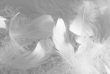 Fototapety  Beautiful abstract black feathers on white background and soft white feather texture on white texture pattern, dark theme wallpaper, gray feather background, gray banners, white gradient