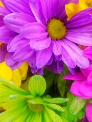 purple and yellow flowers