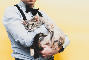 cropped view of man in blue shirt and black suspender holding cute sadness tabby grey cat on yellow background