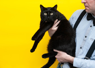 cropped view of man holding scared big fat black cat on yellow background with copy space