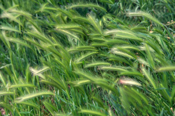 green grass background wheat spikelets
