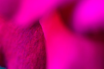 Pétale de rose 