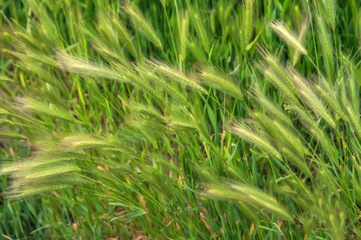 green grass background wheat spikelets
