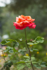 Close-up of beautiful red and orange wild rose