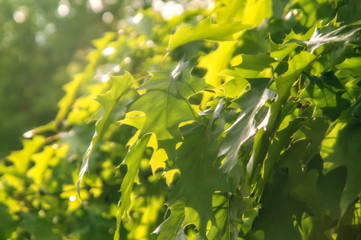 green leaves and sun maple