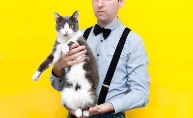 partial view of man in blue shirt with long sleeves and black suspender and bow tie holding adorable grey and white cat with outstretched paws on yellow background, cat looking at camera