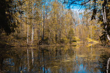 exclusive beauty of nature mixed forest, and near the river