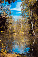 exclusive beauty of nature mixed forest, and near the river