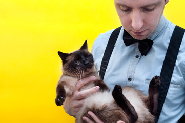 cropped view of man in blue shirt holding cute brown siamese cat in front of yellow background with copy space