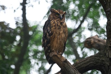 Great eagle owl sitting on a tree