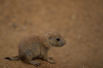 Black-tailed prairie dog (Cynomys ludovicianus)