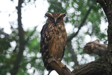 Great eagle owl sitting on a tree