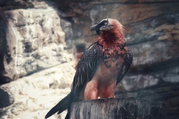 The bearded vulture (Gypaetus barbatus)