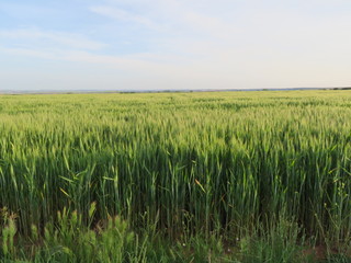 field beautiful green cereal spikes natural food