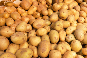 Pile of white, unwashed potatoes close-up side view. Young vegetables are laid out on the counter...