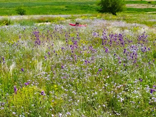 Beautiful bright meadow with different wild field flowers