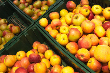 Colorful apples are sorted and placed in green boxes in the store on the counter. The concept of vegetarian food, healthy nutrition, natural vitamins.