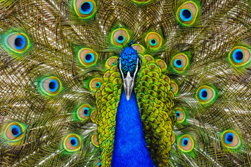 Obraz premium Peacock showing off feathers