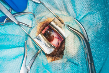 Multiple dermoids of the dog's cornea (concept of veterinary ophthalmology)