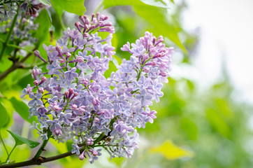 pink lilac branch on a green background