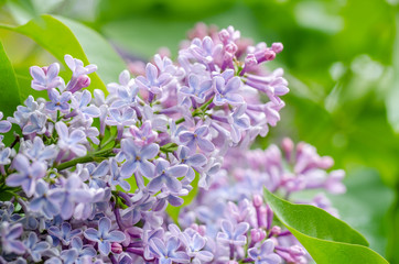 lilac flowers on a green background