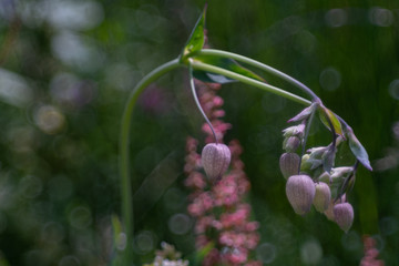 Campion