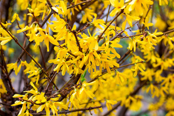 Bright yellow Forsythia bush flowers in the garden in spring season close up.