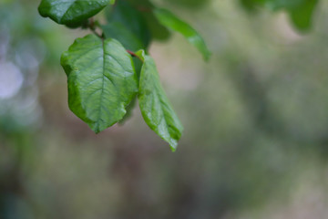 Water drops on green leaf on greenery blurred background with copy space for text.