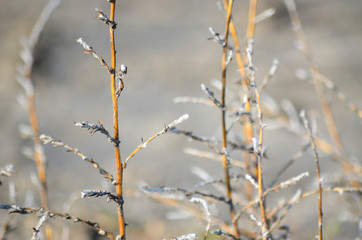 frost plants