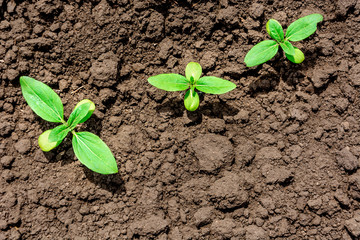 Sunflower Sprout Close-up, Top View, Flat Lay.
Cotyledons and four leaves of a sunflower sprout. Copy space, place for text. Agriculture. Ukraine