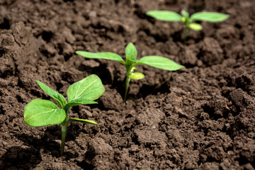 Sunflower sprout close-up. Cotyledons and four leaves of a sunflower sprout. Copy space, place for text. Agriculture. Ukraine