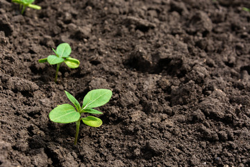 Sunflower sprout close-up. Cotyledons and four leaves of a sunflower sprout. Copy space, place for text. Agriculture. Ukraine